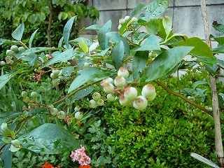 はぐら茶屋周囲30m以内の写真です。リロードで画像が切り替わります。