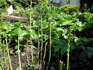 はぐら茶屋周囲30m以内の写真です。リロードで画像が切り替わります。